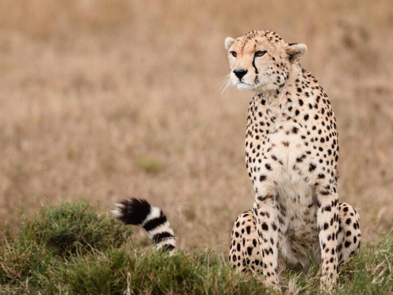 3-Day Maasai Mara Safari Itinerary