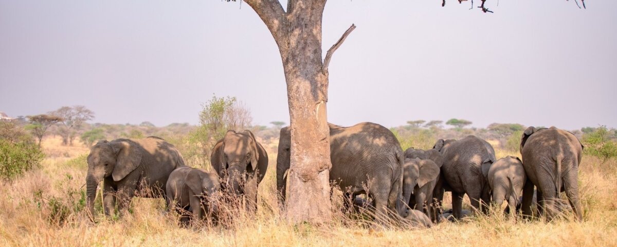 3 Days Tanzania Safari Packages