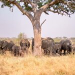3 Days Tanzania Safari Packages