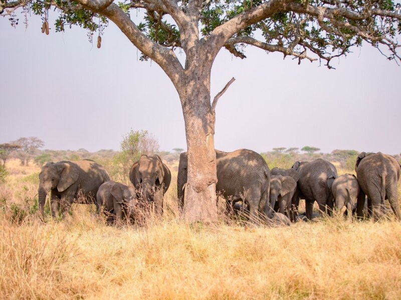 3 Days Tanzania Safari Packages