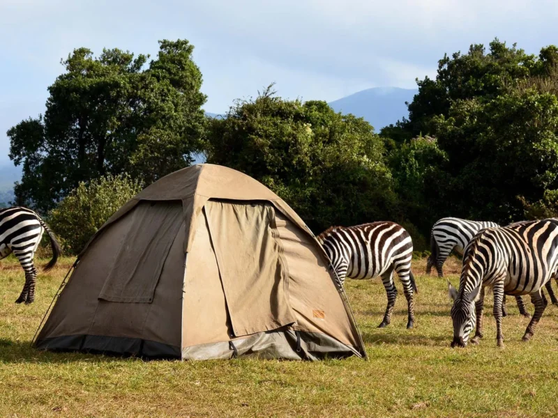5 Days Tanzania Safari Adventures