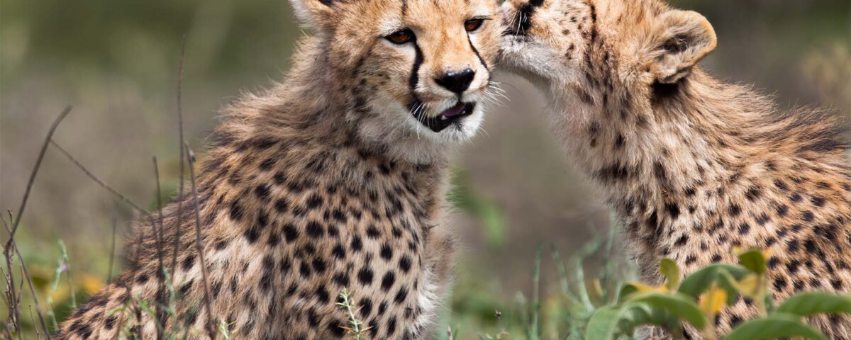 Tanzania Safari for Cheetah Watching