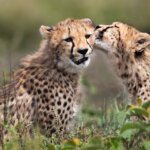 Tanzania Safari for Cheetah Watching