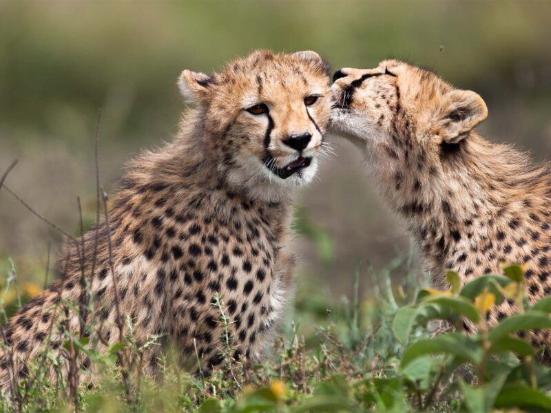 Tanzania Safari for Cheetah Watching