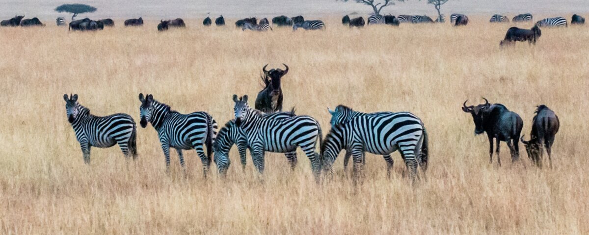 Kenya Tanzania Combined Safari Tours