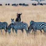 Kenya Tanzania Combined Safari Tours