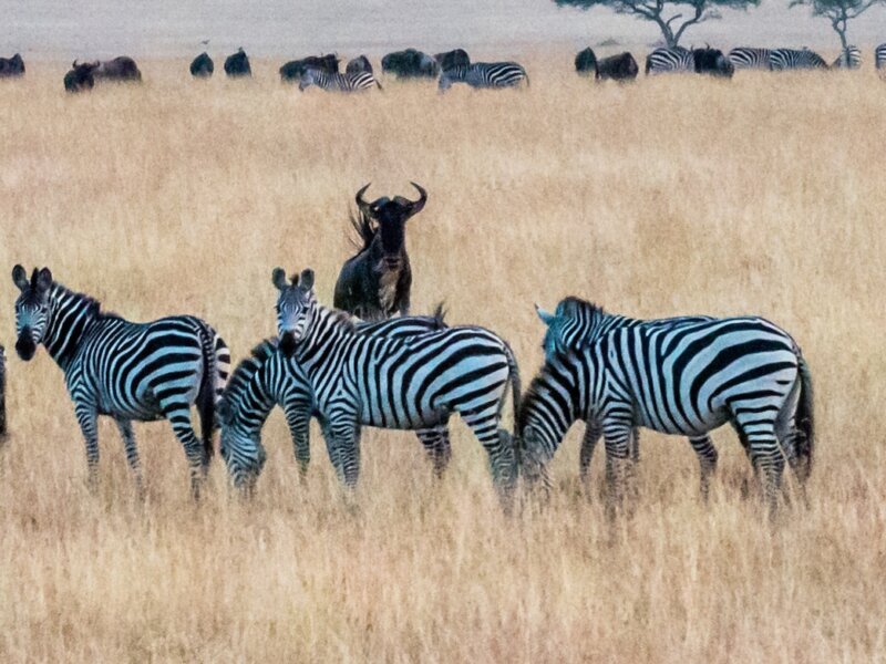 Kenya Tanzania Combined Safari Tours