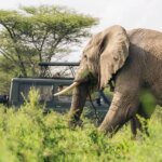 8 Days Tanzania Safari Holidays