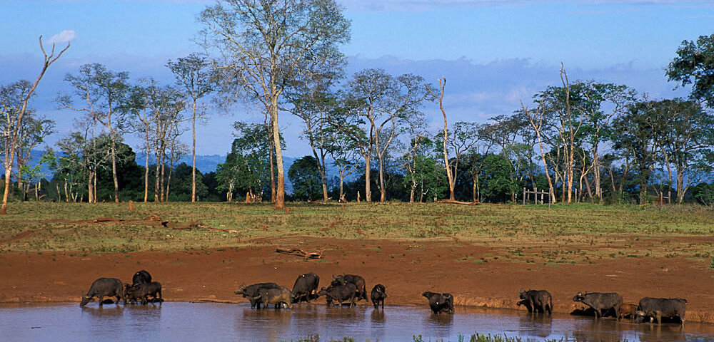 Aberdare National Park safari,