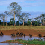 Aberdare National Park safari,