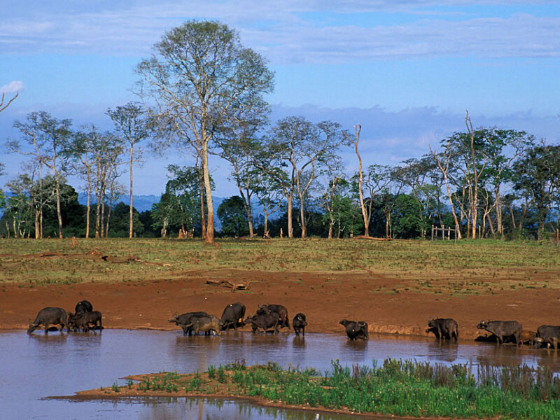 Aberdare National Park safari,