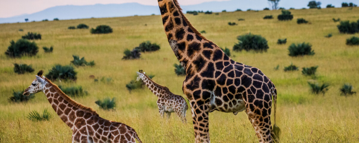 Adventure Kenya Safaris Guide