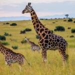 Adventure Kenya Safaris Guide