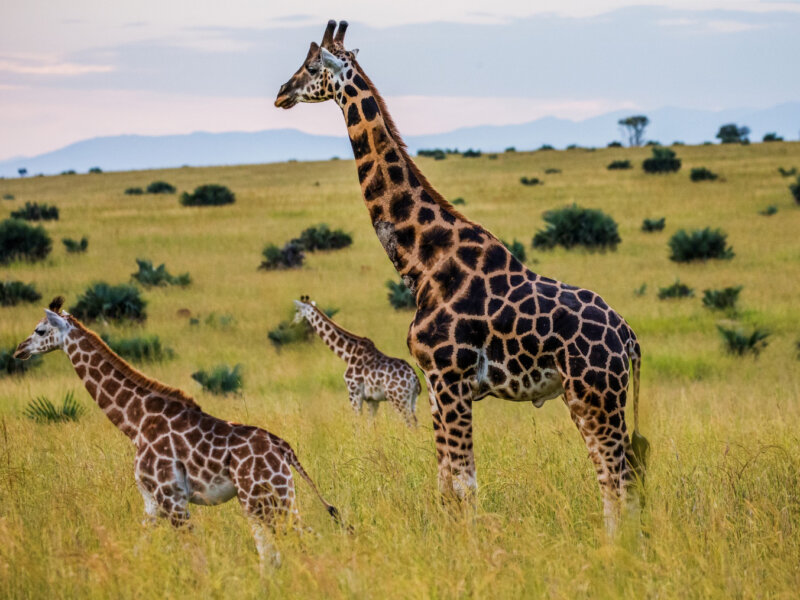 Adventure Kenya Safaris Guide