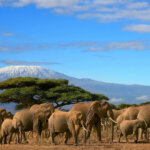 Amboseli Elephant Safaris