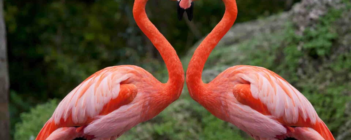 Are Flamingos Still Found at Lake Nakuru?