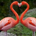 Are Flamingos Still Found at Lake Nakuru?