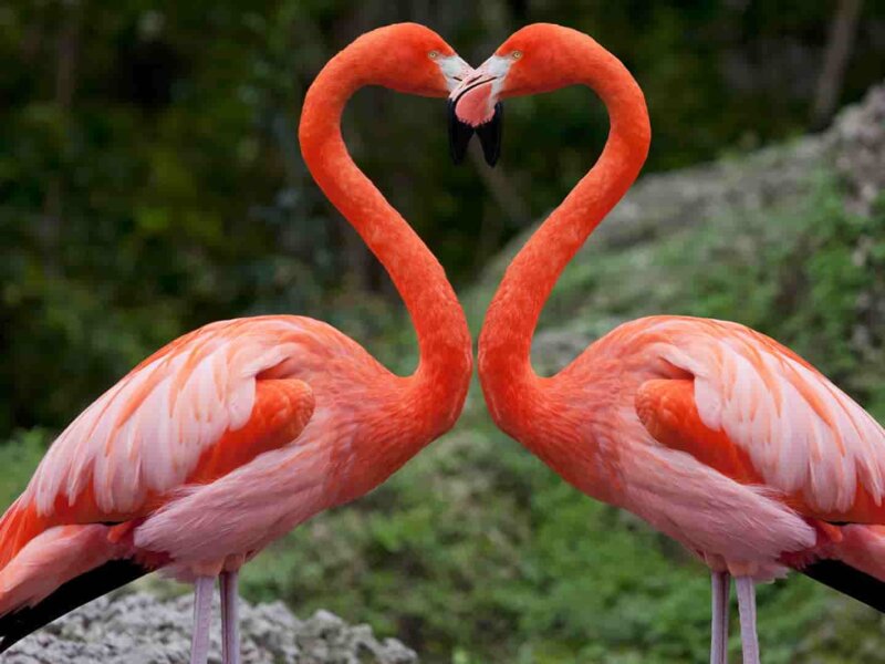 Are Flamingos Still Found at Lake Nakuru?