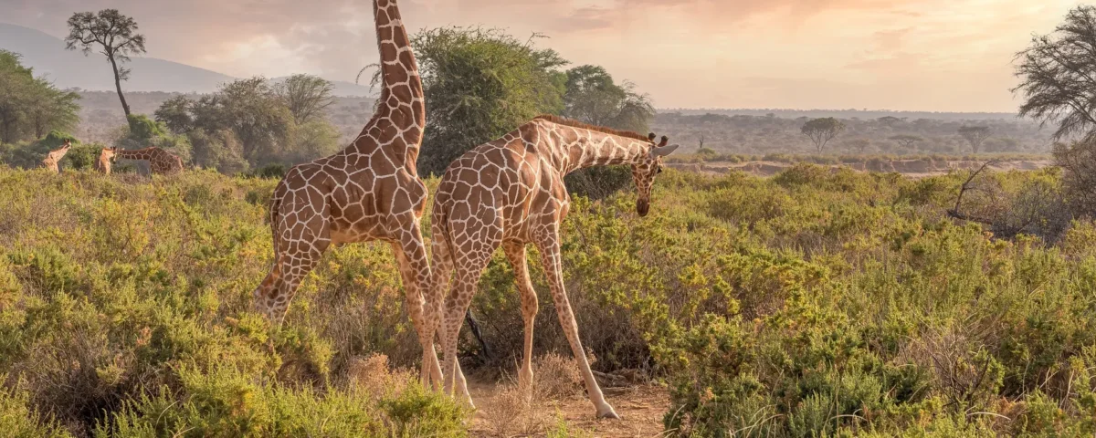 Are Guided Safaris Better in Kenya?