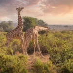 Are Guided Safaris Better in Kenya?
