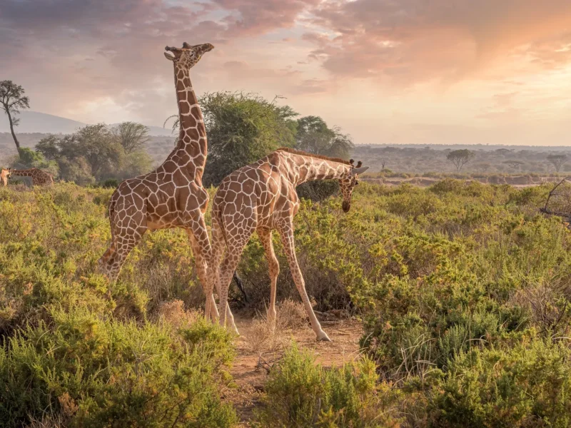 Are Guided Safaris Better in Kenya?