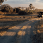 Tanzania Safari from Arusha – Start Your Ultimate African Adventure