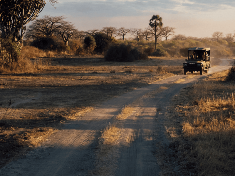 Tanzania Safari from Arusha – Start Your Ultimate African Adventure