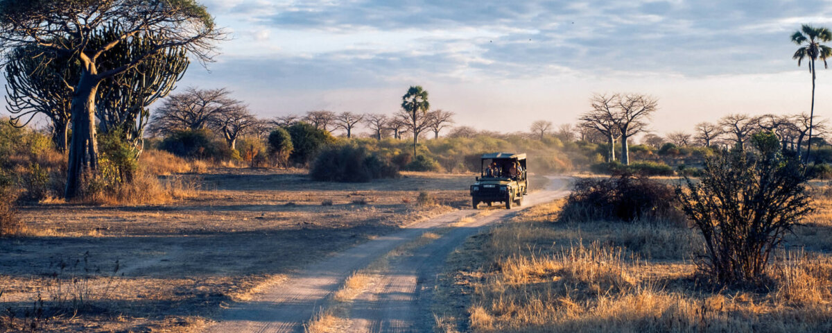 Tanzania Private Safari Tours: Exclusive Wildlife Experiences Tailored for You