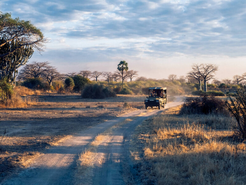 Tanzania Private Safari Tours: Exclusive Wildlife Experiences Tailored for You