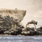 Best Time to Visit Maasai Mara