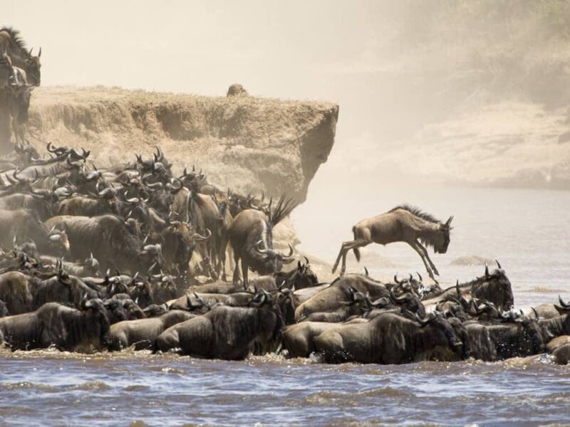 Best Time to Visit Maasai Mara