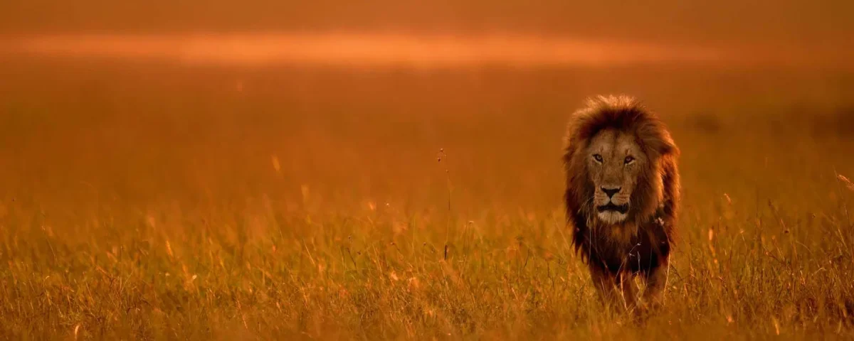 Tanzania Safari Travel Tips
