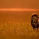 Tanzania Safari Travel Tips