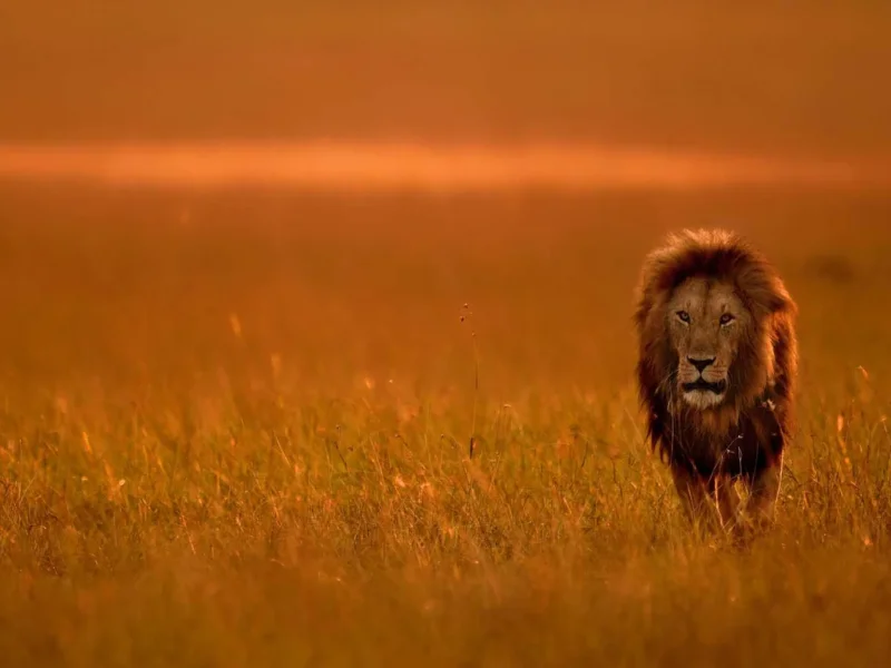 Tanzania Safari Travel Tips