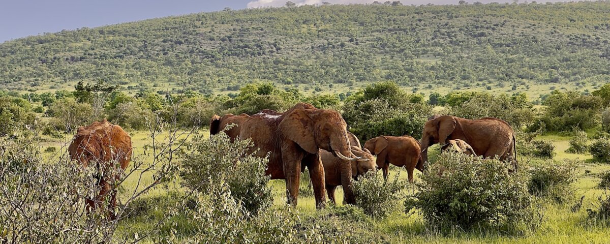 Big Five in Maasai Mara