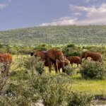 Big Five in Maasai Mara
