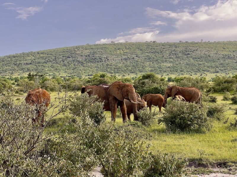 Big Five in Maasai Mara