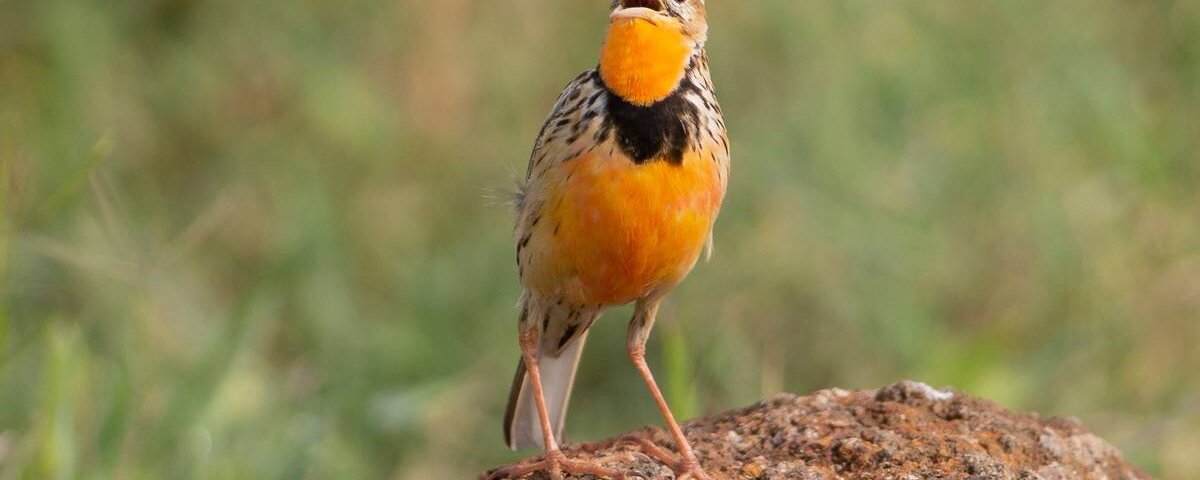 Birdwatching in Maasai Mara