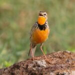 Birdwatching in Maasai Mara