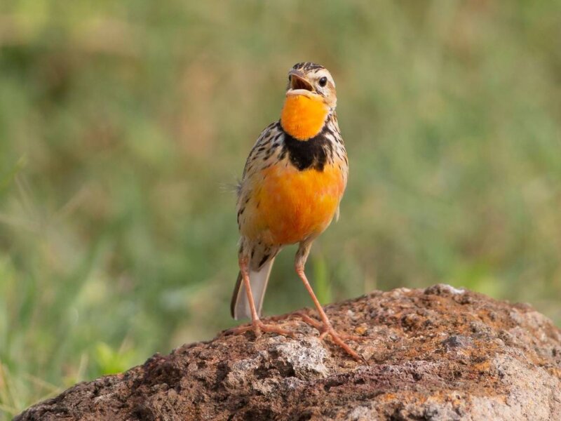 Birdwatching in Maasai Mara