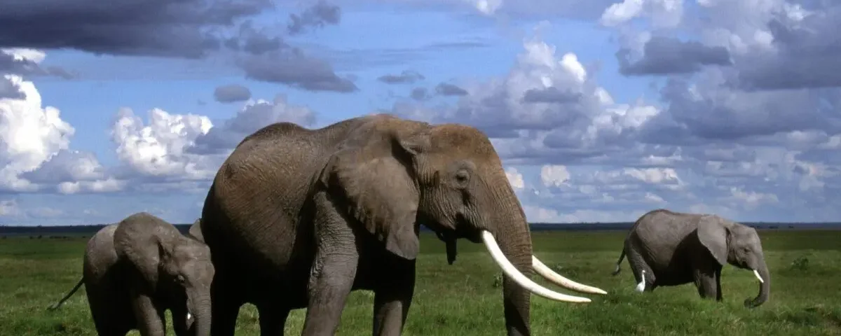 Budget Kenya Safaris Guide