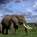 Budget Kenya Safaris Guide