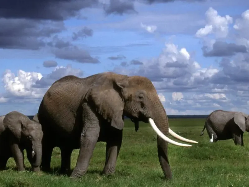 Budget Kenya Safaris Guide