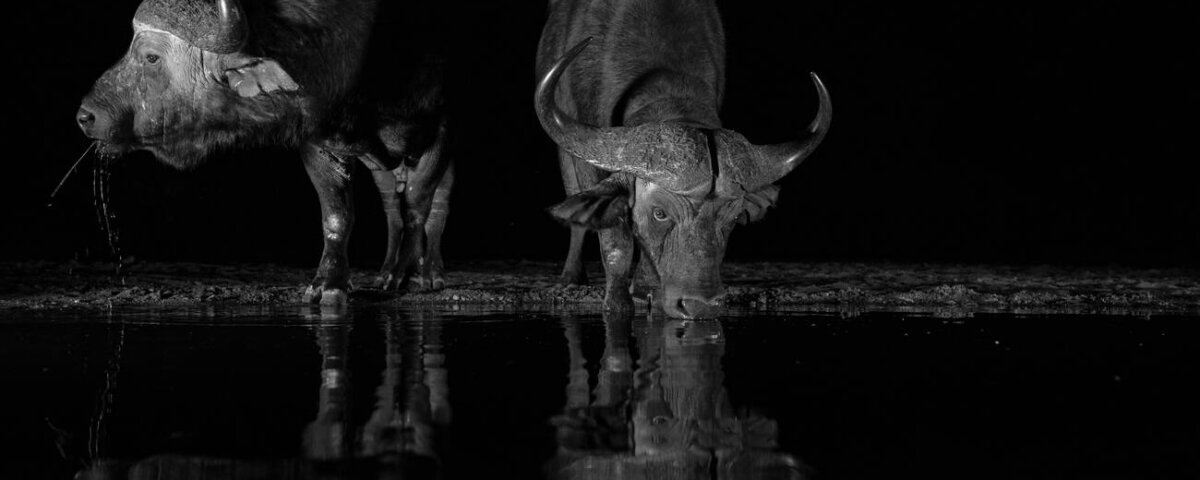 Tanzania Night Game Drive Safaris