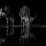 Tanzania Night Game Drive Safaris