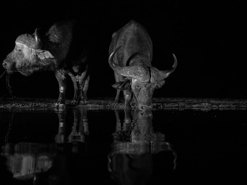 Tanzania Night Game Drive Safaris
