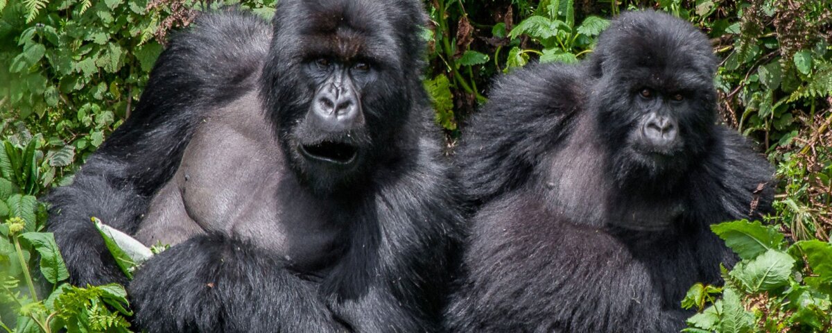 Bwindi Impenetrable Forest gorilla experience