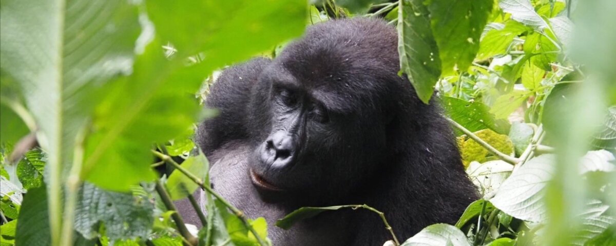 Bwindi budget gorilla trekking Options