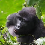 Bwindi budget gorilla trekking Options