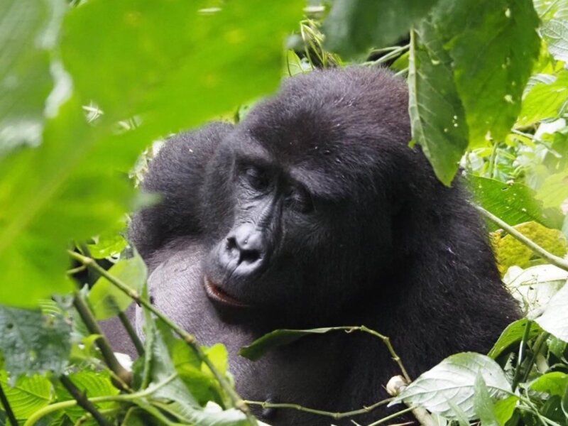 Bwindi budget gorilla trekking Options